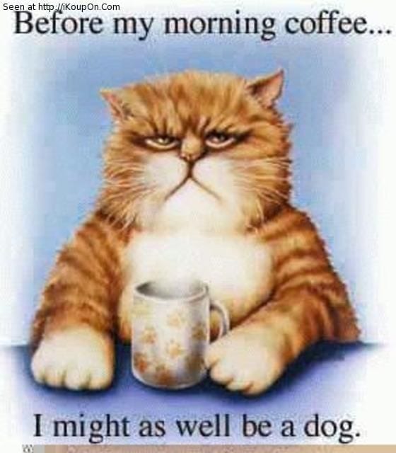 grumpy cate meme that says "before my morning coffee.... I might as well be a dog" 