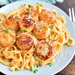 plate of seared scallops on a bed of pasta