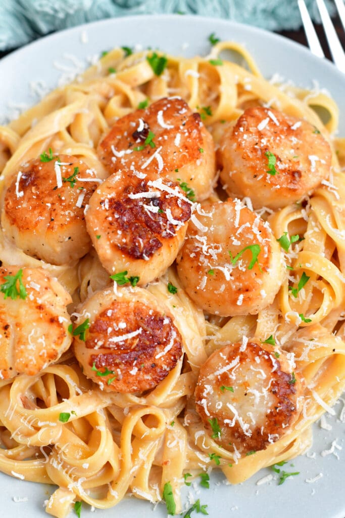 overhead: fettucine and scallops with cream sauce