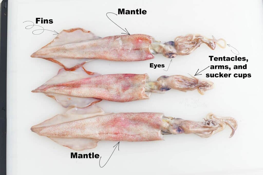 three whole squid on cutting board with parts labaled